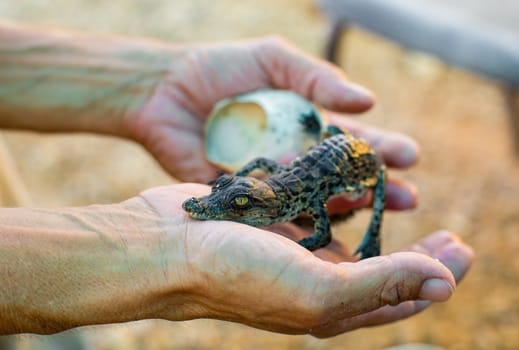 from the egg there cub is American crocodile