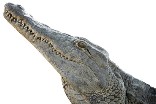crocodile head isolated on white background