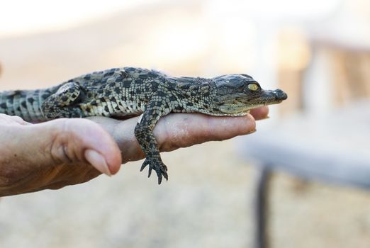 newborn American alligator lying on a hand