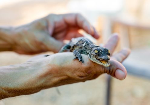 newborn alligator lying on a human hands