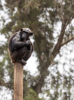 chimpanzee sitting on a pole, summer afternoon in nature