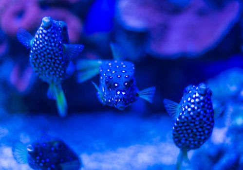 rare fish underwater world of the Red Sea