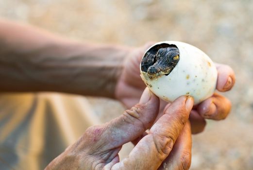 from the egg there is a small cub is American crocodile