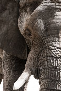 closeup portrait of an elephant, outdoors summer day