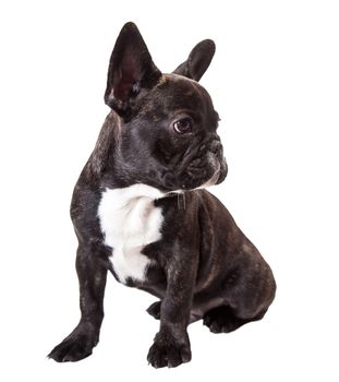 baby french bulldog isolated on a white background