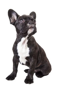 little french bulldog isolated on a white background