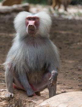 portrait of baboon monkey nature summer day