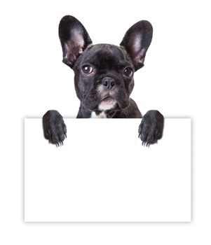 french bulldog dog keeps a sheet of paper