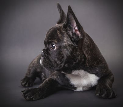 French Bulldog puppy lying on a dark background