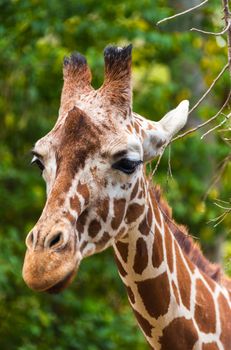 giraffe closeup portrait on nature summer day