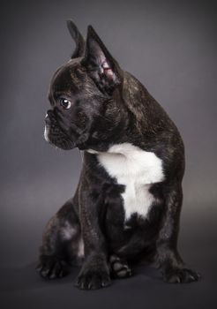 Portrait sitting french bulldog on a dark background
