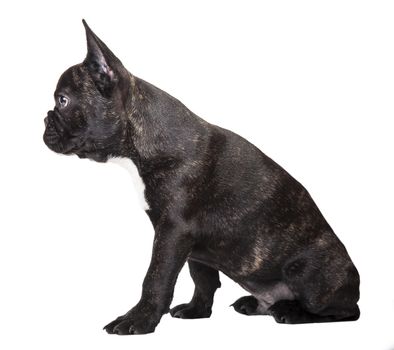French bulldog dark color on a white background isolated