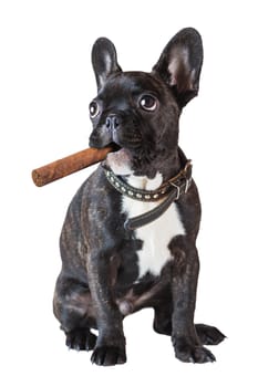 dog french bulldog sitting with a cigar on a white background
