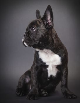 dog pppy french bulldog on a dark background