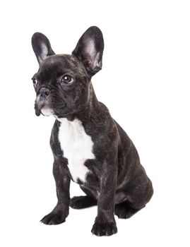 french bulldog isolated on a white background