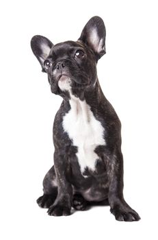 dog looking up isolated on white background