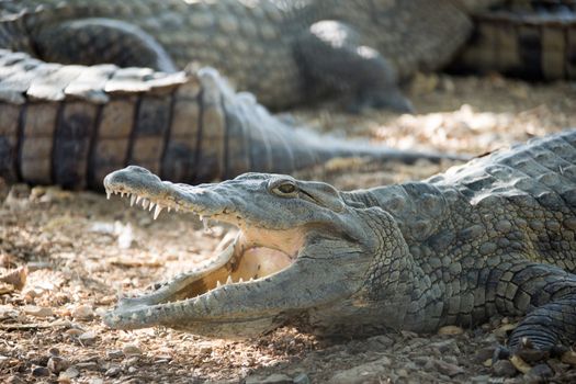 American Crocodile lies on the bank of the pond