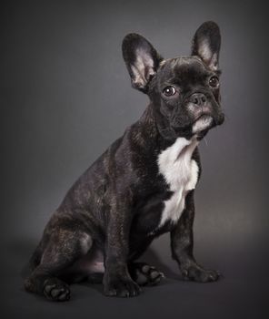 Portrait of a baby sitting french bulldog on a dark background