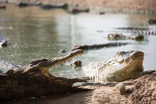 many American crocodiles swam to the bank of the river