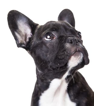 portrait of a french bulldog puppy isolated on a white background