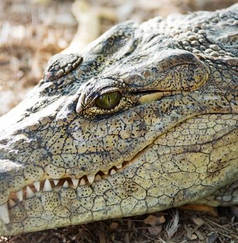 head of the American crocodile close up