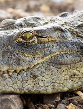 head of the American crocodile close-up eyes and teeth