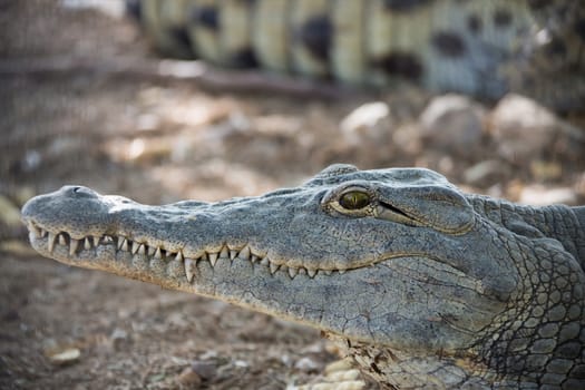 head of a young American crocodile close up