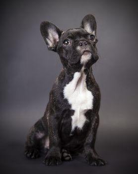  pppy french bulldog on a dark background