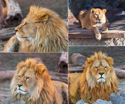 set of images lion portrait in nature