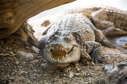 large American crocodile lying on the shore of a driftwood