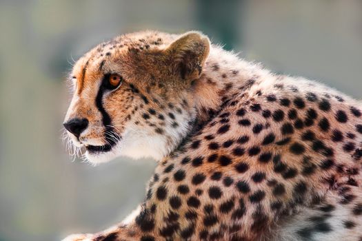 portrait of a wild cheetah predator alert