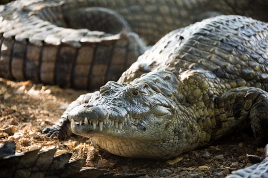 American Crocodile lies on the bank of 