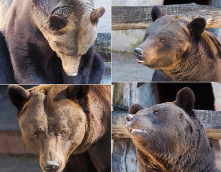 set of images of the brown bear portrait in nature