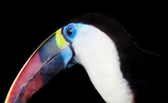 Toucan closeup portrait, a rare species of parrots