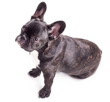 french bulldog isolated on a white background