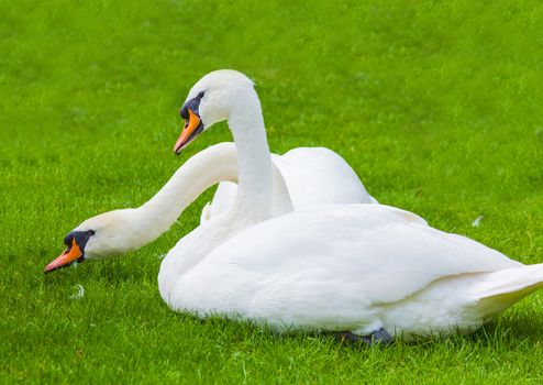 two swans in nature, animal background
