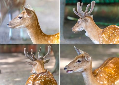 set of images of young deer in nature