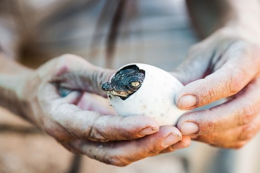 egg with a crocodile in the hands 