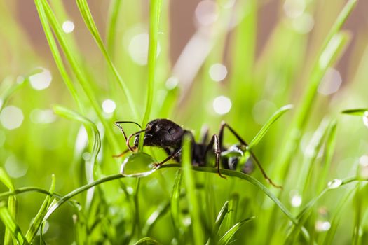 macro ant in grass with dew, summer day