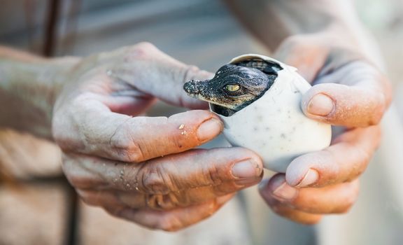 the emergence of American crocodile lives eggs