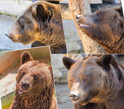 set of images of the brown bear in nature