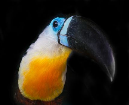 portrait of a toucan, a rare species of parrots