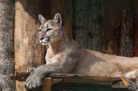 portrait of lying puma, calm predator