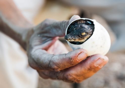 the emergence of the American crocodile eggs