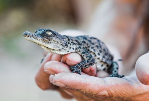 newborn alligator lying on a human hand
