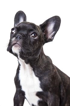  dog looking up isolated on white background