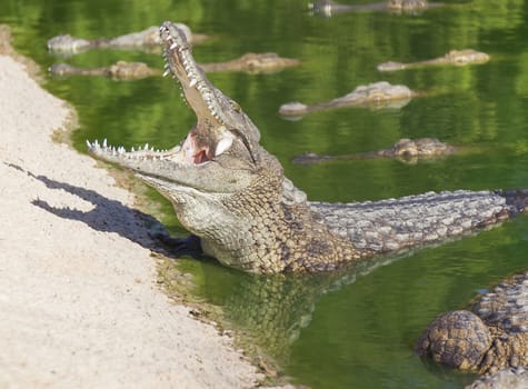 large American crocodile on the beach with an open mouth