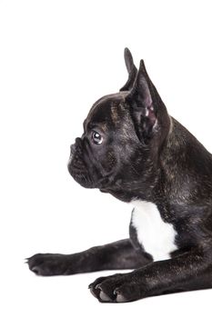 small dog bulldog isolated on a white background