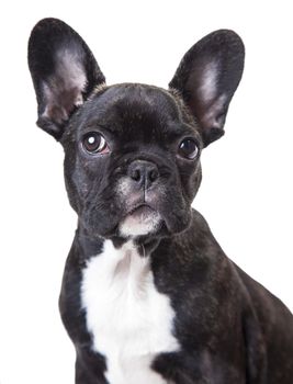 portrait of a french bulldog puppy isolated on a white background