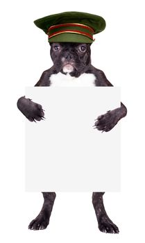 French bulldog in a green cap with a blank in the legs